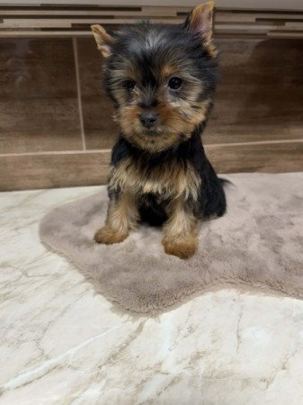 Yorkshire terrier