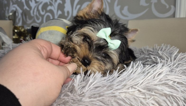 Yorkshire terrier