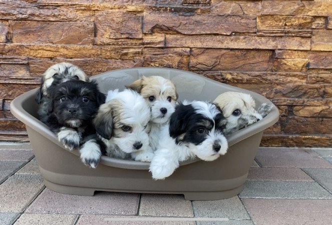 Bichon Havanese