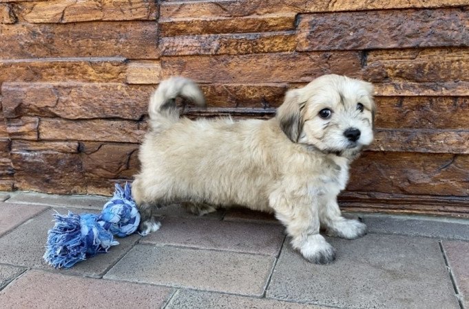 Bichon Havanese