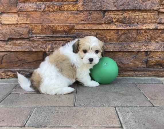 Bichon Havanese