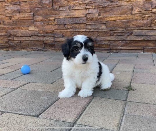 Bichon Havanese