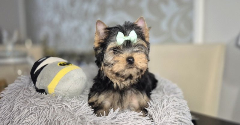 Yorkshire terrier