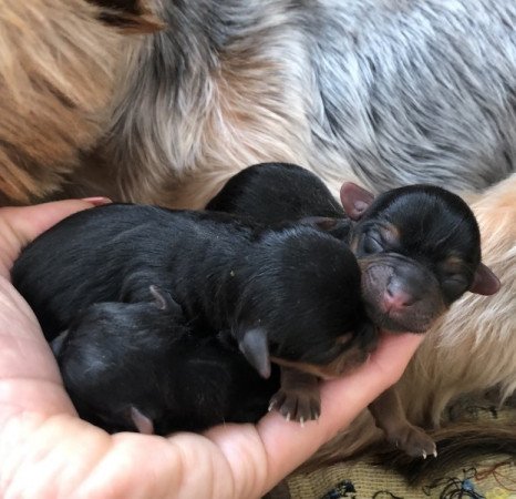 Yorkshire terrier