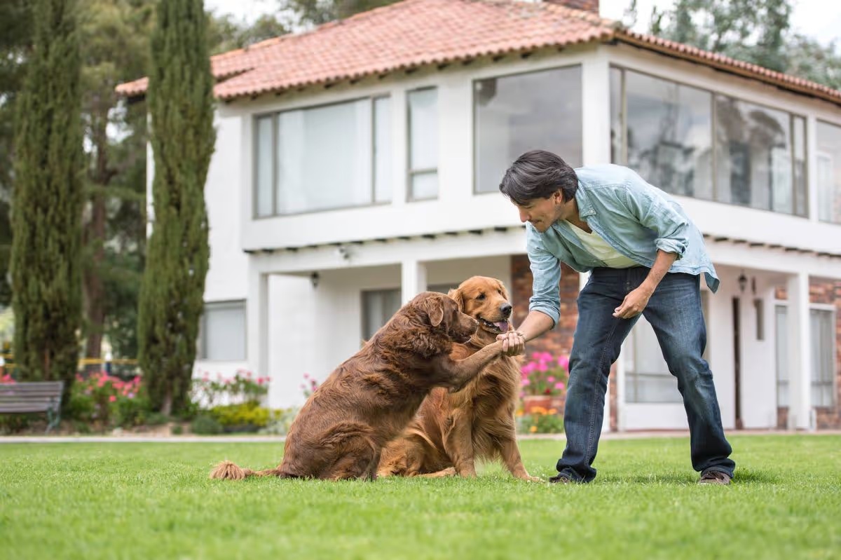 Kutyafajta, amely nem illik a családi otthonba