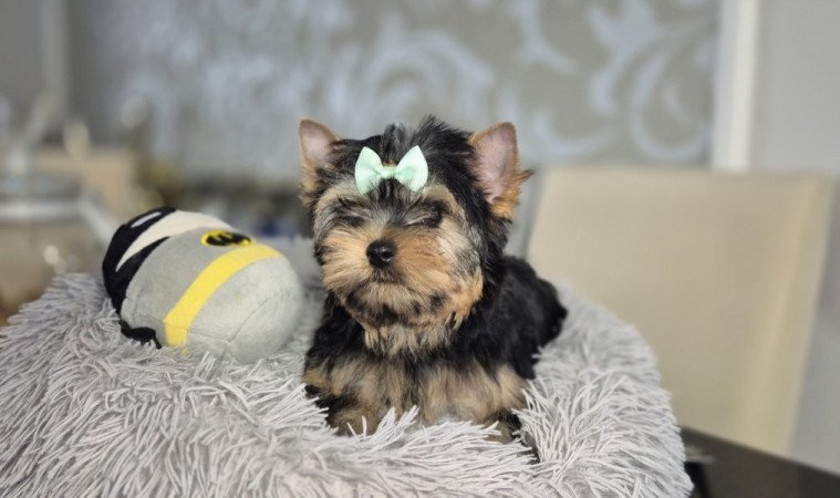 Yorkshire terrier