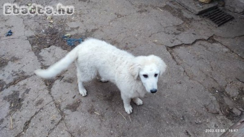 Kuvasz kutyus