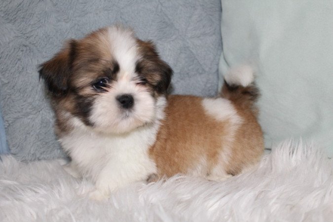 Shih-Tzu