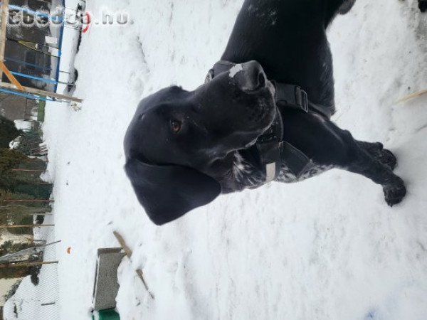 2,5 éves ivaros Német vizsla Kan