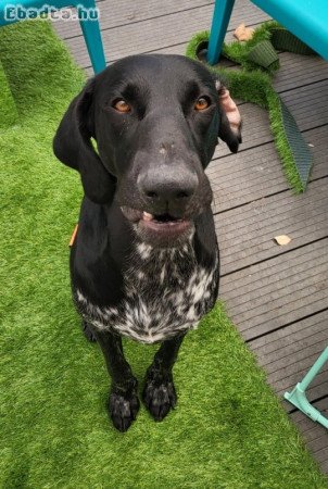 2,5 éves ivaros Német vizsla Kan