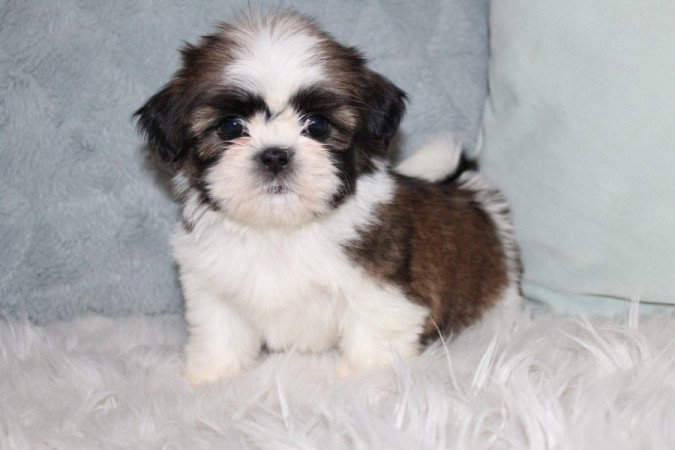 Shih-Tzu