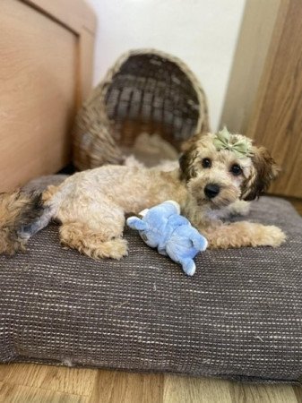 Maltipoo kisfiú