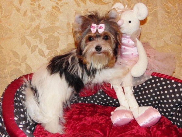 Biewer Yorkshire Terrier Yorki