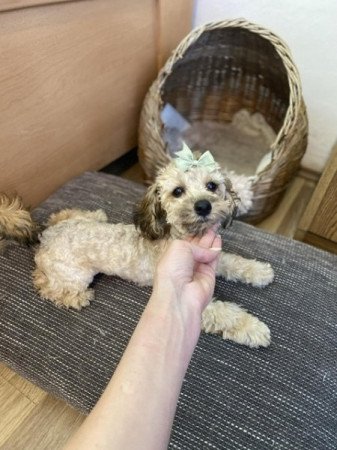 Maltipoo kisfiú