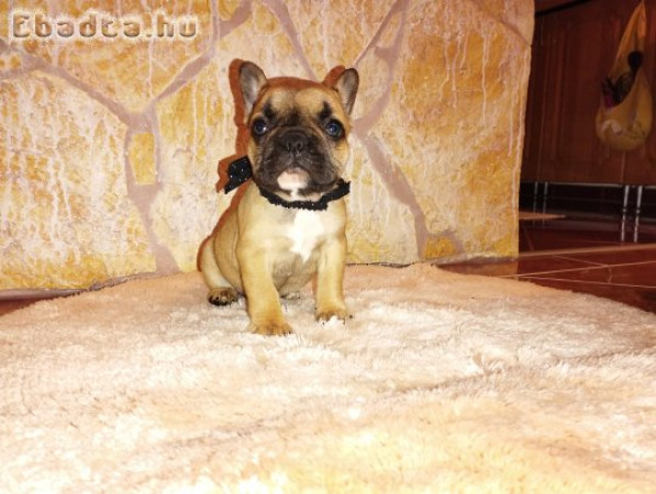 Francia bulldog kiskutya