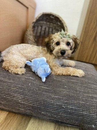 Maltipoo kisfiú