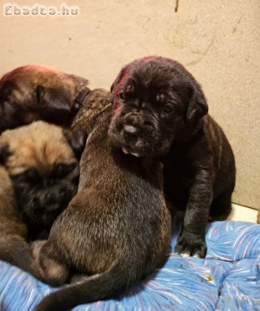 Cane Corso kölykök