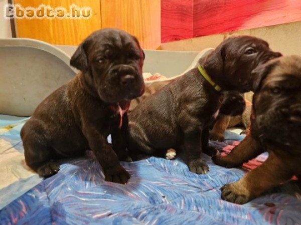Cane Corso kölykök