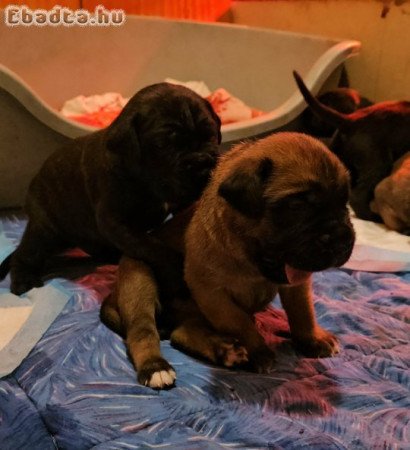 Cane Corso kölykök