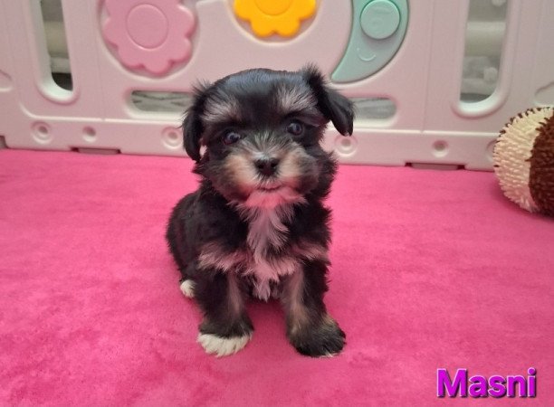 Bichon havanese