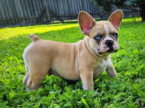 Francia bulldog