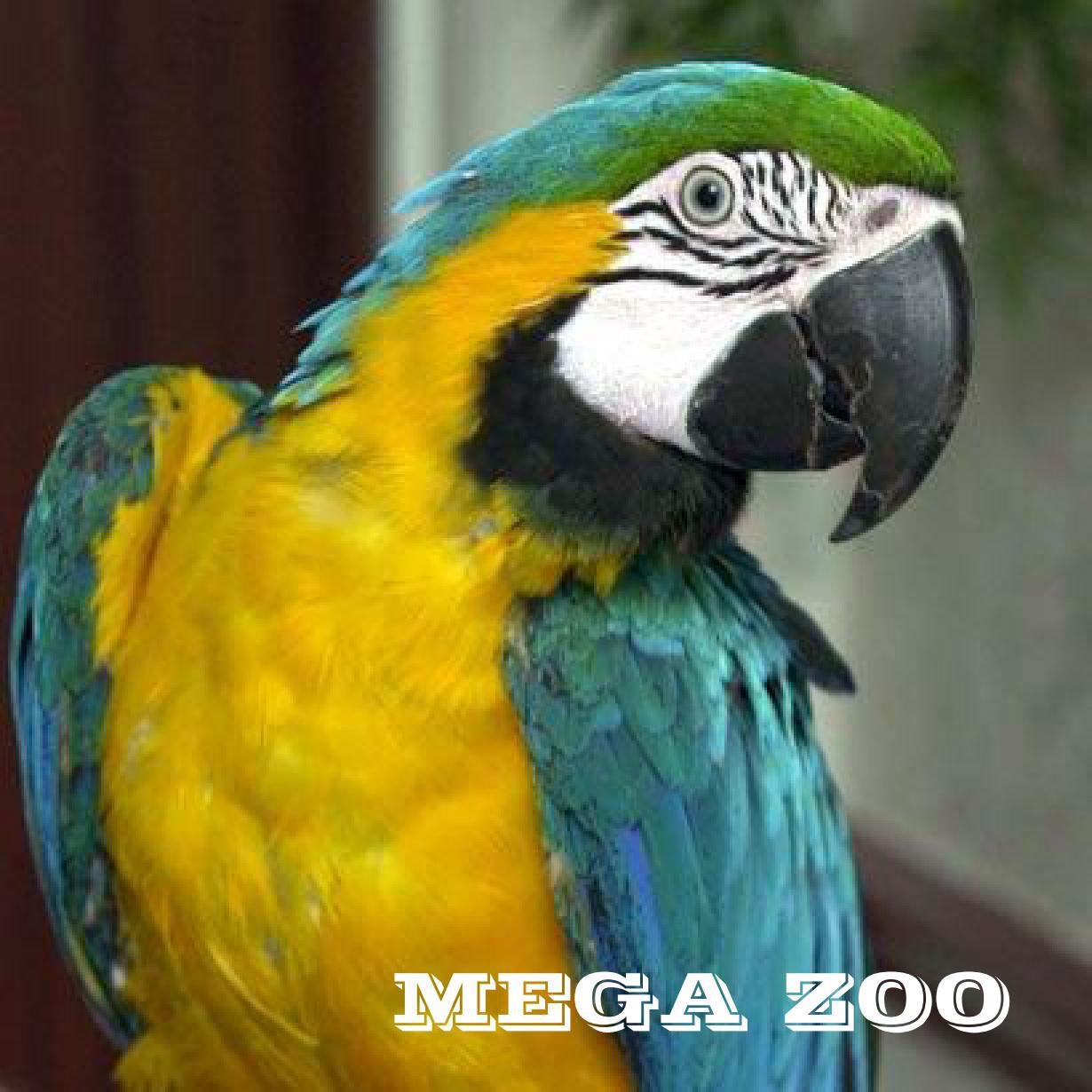 MEGA ZOO és Oázis díszállat kereskedés