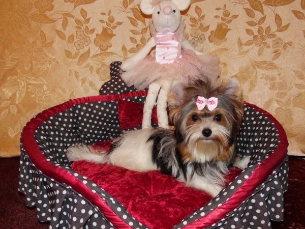 Biewer Yorkshire Terrier Yorki