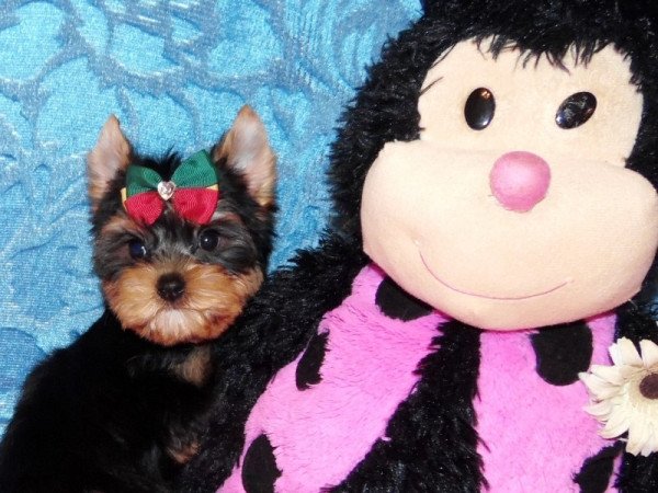 Yorkshire Terrier, Yorki