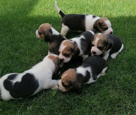 Beagle