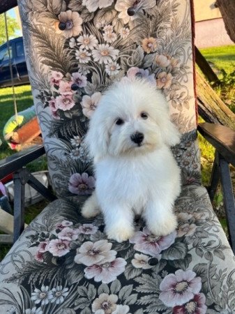 Coton de tulear