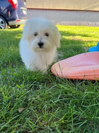 Coton de tulear