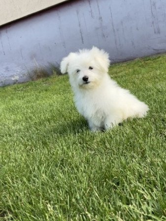 Coton de tulear