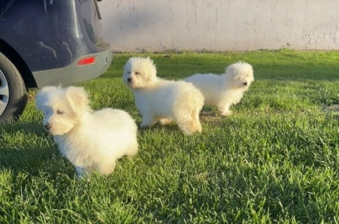 Coton de tulear