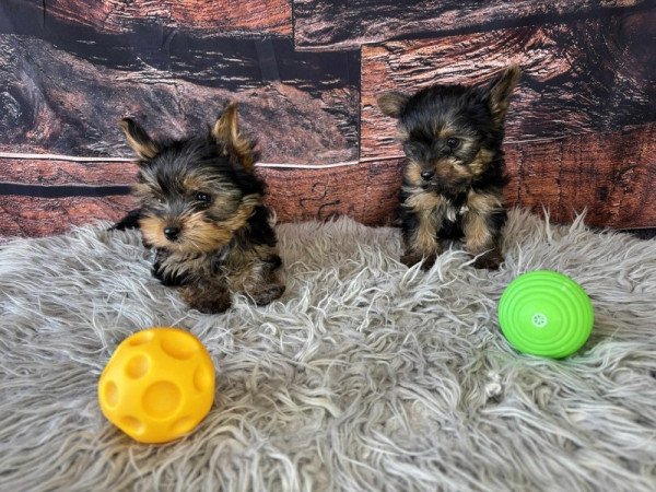 Yorkshire terrier