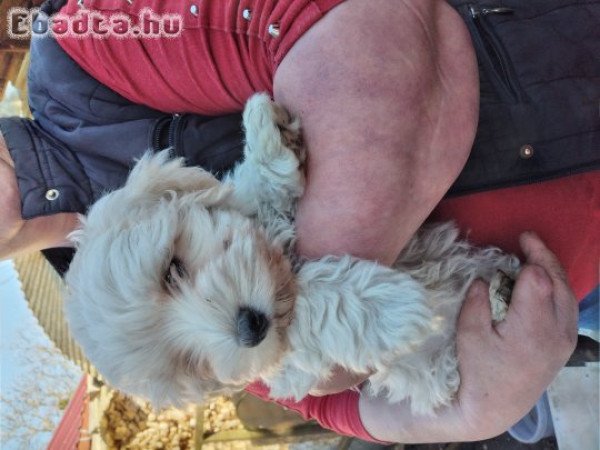 Bichon Havannese fajta jellegű kiskutyák eladók!