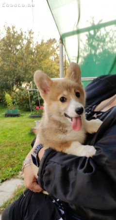 Pembroke Welsh Corgi kölykök