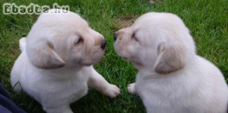 Labrador fajtiszta kiskutyák eladók