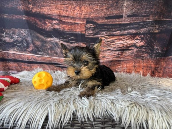Yorkshire terrier