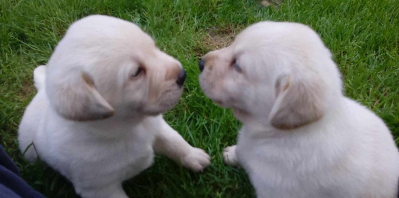 Labrador retriever