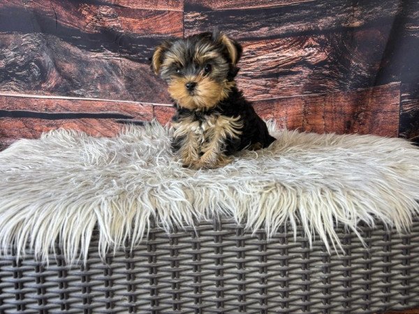 Yorkshire terrier