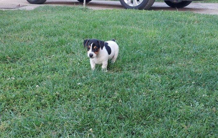 Jack Russel terrier