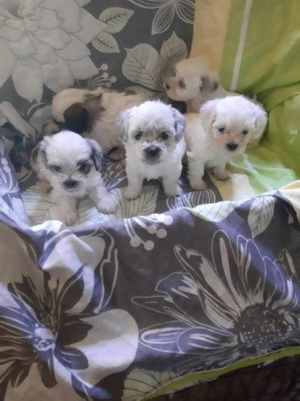 Bichon havanes