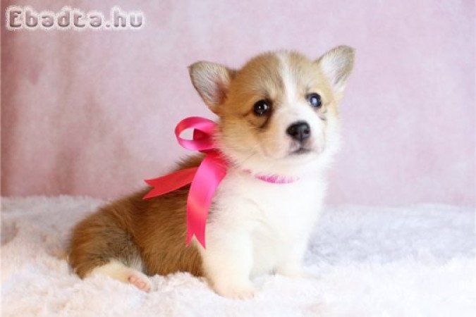 Pembroke Welsh Corgi kölykök