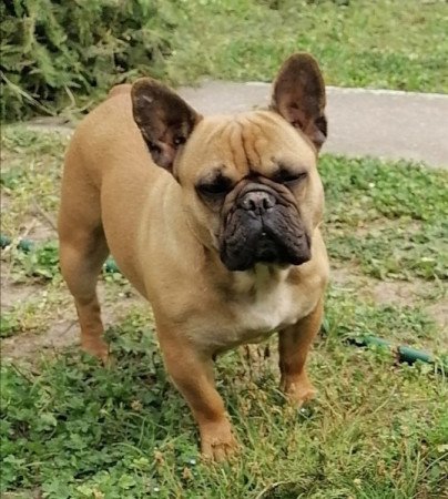 Francia bulldog