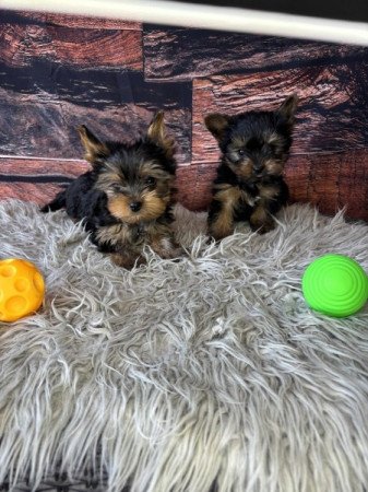 Yorkshire terrier