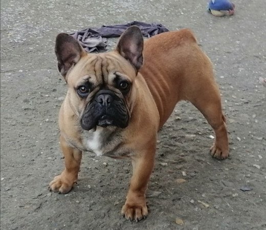 Francia bulldog