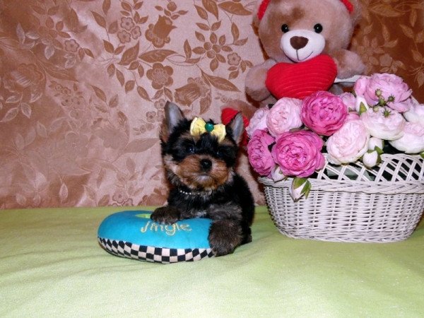 Yorkshire Terrier, Yorki