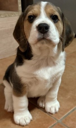 Beagle