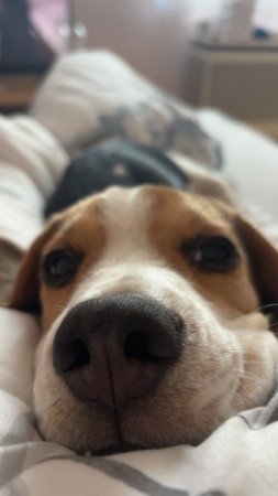 Beagle