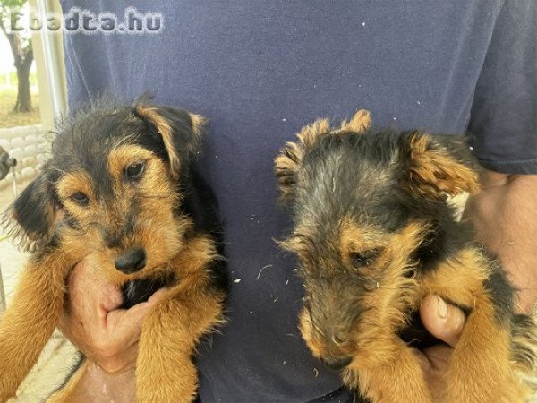 Welsh terrier kölykök